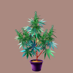 NFTokin #1292