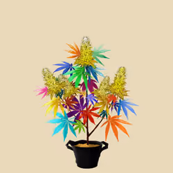 NFTokin #3206