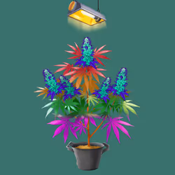 NFTokin #11147