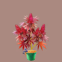 NFTokin #6763