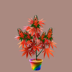 NFTokin #7925