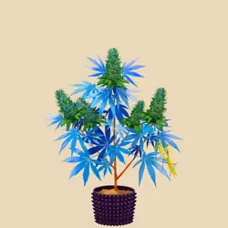 NFTokin #8647