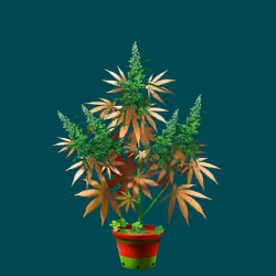 NFTokin #1653