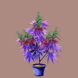 NFTokin #12290