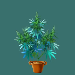 NFTokin #10931