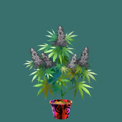NFTokin #8838