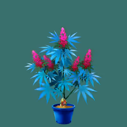 NFTokin #3597