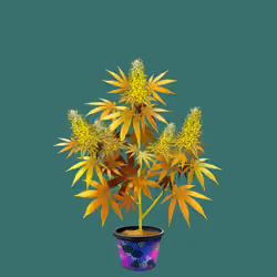 NFTokin #9647