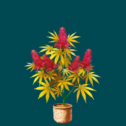 NFTokin #2052