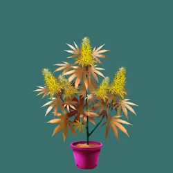 NFTokin #12791