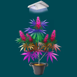 NFTokin #5071