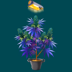 NFTokin #12408