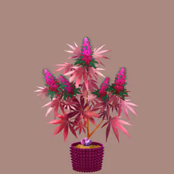 NFTokin #4668