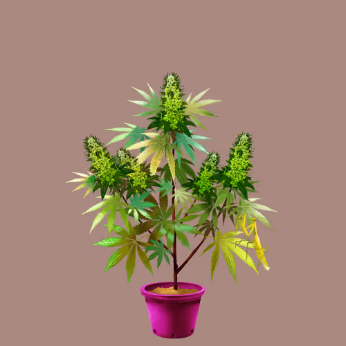 NFTokin #8844