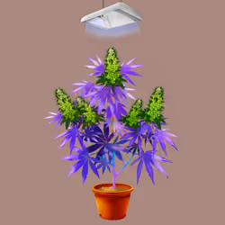 NFTokin #8044