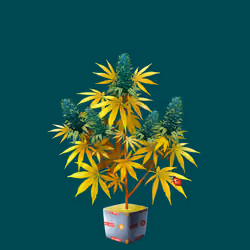 NFTokin #12925