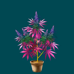NFTokin #12271