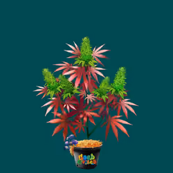 NFTokin #282