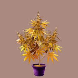 NFTokin #10459