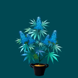 NFTokin #2959