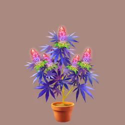 NFTokin #5115