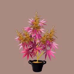 NFTokin #4533