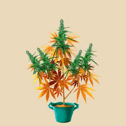 NFTokin #5915