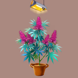 NFTokin #2602