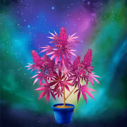 NFTokin #1901
