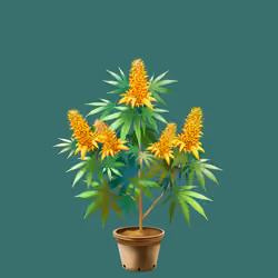 NFTokin #11267