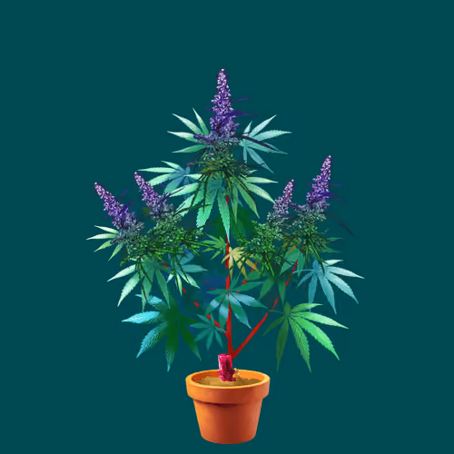 NFTokin #12478