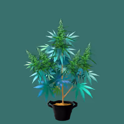 NFTokin #5439