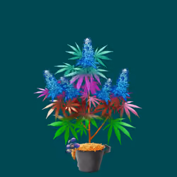 NFTokin #9677