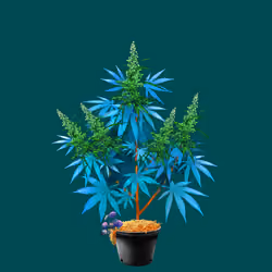 NFTokin #5936