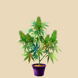 NFTokin #3767