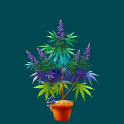NFTokin #3238