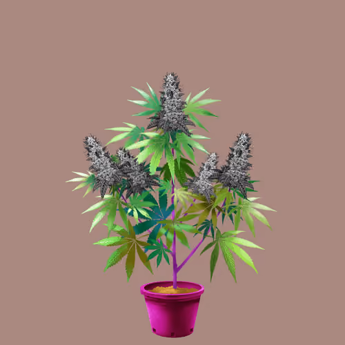 NFTokin #6418