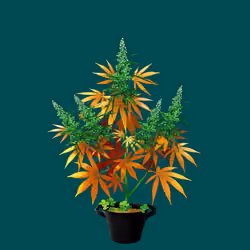 NFTokin #3310