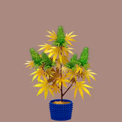 NFTokin #3532
