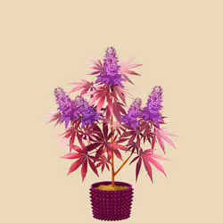 NFTokin #11588
