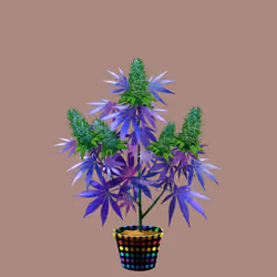 NFTokin #11516