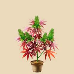 NFTokin #1123