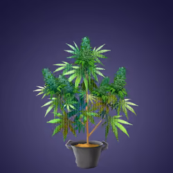 NFTokin #2820