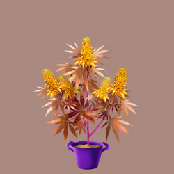 NFTokin #3237