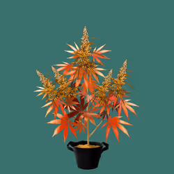 NFTokin #12886