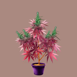 NFTokin #662