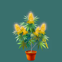 NFTokin #12037