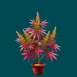 NFTokin #6517