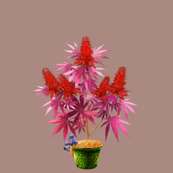 NFTokin #12473
