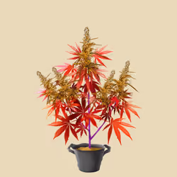 NFTokin #11767
